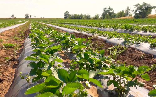 Pipelife-flat-drip-field-strawberry-mulching-Russia