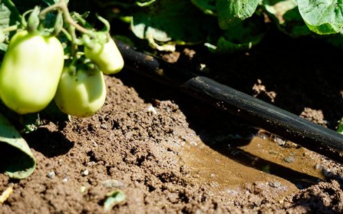 500 hektara polja paradajza uspijevat će neovisno od padavinama.